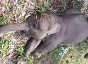 Balai Taman Nasional Tesso Nilo: Anak Gajah Tari Mati Terinfeksi Virus EEHV