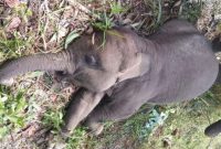 Kondisi gajah Tari yang ditemukan mati pada 10 September 2925 lalu yang hasil pemeriksaan disebutkan positif terinfeksi virus herpes