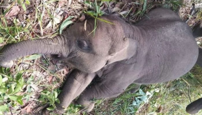 Balai Taman Nasional Tesso Nilo: Anak Gajah Tari Mati Terinfeksi Virus EEHV