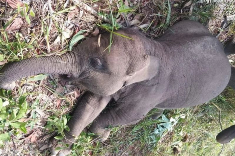 Kondisi gajah Tari yang ditemukan mati pada 10 September 2925 lalu yang hasil pemeriksaan disebutkan positif terinfeksi virus herpes