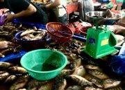 Daftar Harga Sembako di Medan: Harga Ikan Laut Meroket, Warga Beralih ke Patin