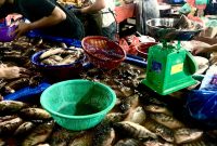 Warga saat berbelanja ikan air tawar di Pasar Tradisional Simpang Limun Medan, Kamis (4/9/2025). Foto: Agus Sinaga/Topikseru.com