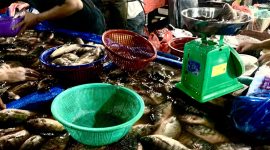 Warga saat berbelanja ikan air tawar di Pasar Tradisional Simpang Limun Medan, Kamis (4/9/2025). Foto: Agus Sinaga/Topikseru.com