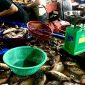 Warga saat berbelanja ikan air tawar di Pasar Tradisional Simpang Limun Medan, Kamis (4/9/2025). Foto: Agus Sinaga/Topikseru.com