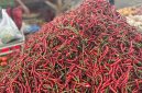 Pasokan cabai merah melimpah di pasar MMTC, Kelurahan Medan Estate, Kecamatan Percut Sei Tuan, Kabupaten Deli Serdang, Sumatera Utara. Selasa (9/9/2025). Foto: Topikseru.com/Agus Sinaga