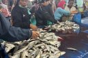 Pembeli sedang memilih ikan di pasar Simpang Limun, Kota Medan, Sumatera Utara. Selasa (9/9/2025). Foto: Topikseru.com/Agus Sinaga