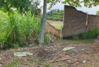 Tempat kejadian perkara di dusun 6, Desa Bandar Setia, Kecamatan Percut Sei Tuan, Kabupaten Deliserdang,Sumatera Utara. Jumat(12/9/2025), Topikseru.com/Agus Sinaga