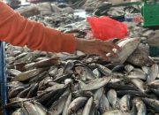 Harga Sembako di Medan Hari Ini: Ikan Laut Kembali Naik, Cabai Merah Justru Turun Rp 5.000, Cek Daftar Lengkapnya