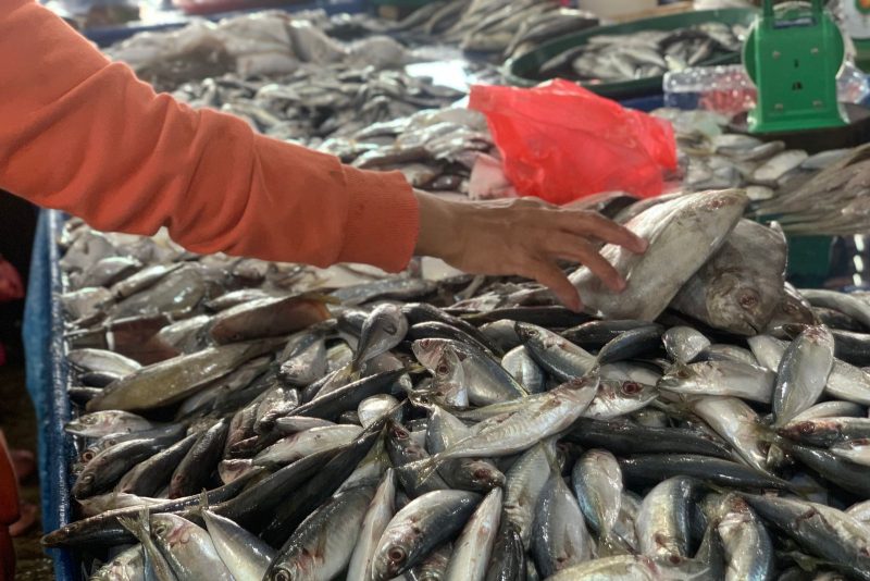Seorang warga sedang memilih ikan di Pasar Simpang Limun, Kota Medan, Sabtu (29/9/2025). Foto: Topikseru.com/Agus Sinaga