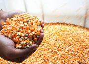 Pemerintah Guyur 52,4 Ribu Ton Jagung SPHP, Peternak Full Senyum!