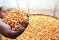 Pemerintah Guyur 52,4 Ribu Ton Jagung SPHP, Peternak Full Senyum!