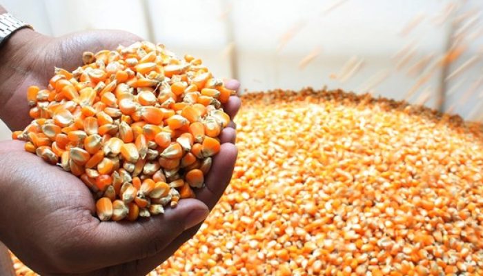 Pemerintah Guyur 52,4 Ribu Ton Jagung SPHP, Peternak Full Senyum!