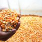 Pemerintah Guyur 52,4 Ribu Ton Jagung SPHP, Peternak Full Senyum!