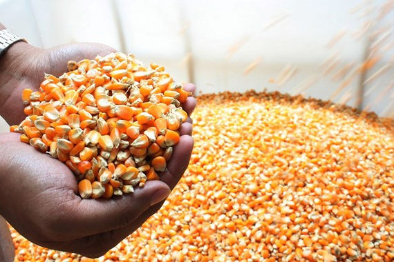 Pemerintah Guyur 52,4 Ribu Ton Jagung SPHP, Peternak Full Senyum!