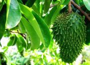 Daun Sirsak: Dalam Negeri Dibuang, Jadi “Emas” di Negeri Orang