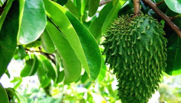 Daun Sirsak: Dalam Negeri Dibuang, Jadi “Emas” di Negeri Orang