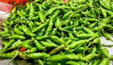 Cabai rawit hasil produksi kelompok tani Naposo Pature Huta, Humbang Hasundutan, Sumatera Utara, Rabu (23/10/2025). topikseru.com/Agus Sinaga