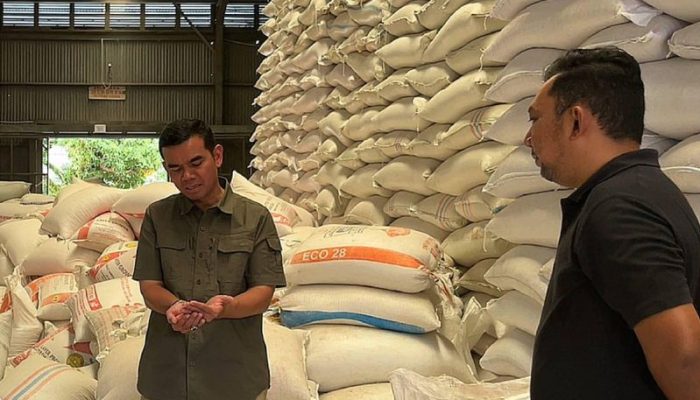 Bulog Sumut Tembus 58% Penyaluran Jagung SPHP ke Peternak Ayam Telur, Harga Pakan Stabil di Rp 5.000 per Kg