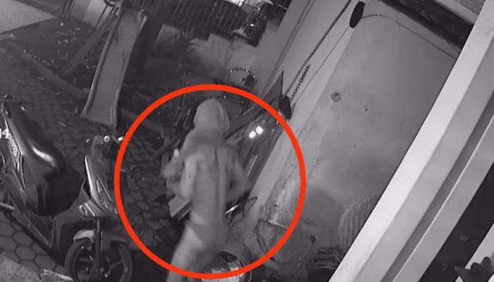 Pencuri Bercelana Dalam Panjat Pagar Warga di Medan, Warganet Heboh Serukan “Kolor Ijo Kambuh!”
