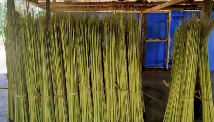 Dari Hutan ke Pasar: Kelompok Tani Nipah di Langkat Ubah Tumbuhan Liar Jadi Sumber Ekonomi Baru