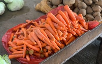 harga wortel hari ini