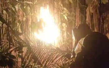 tewas disengat tawon