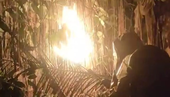 Ibu Rumah Tangga di Medan Tewas Diserang Tawon, Warga Ketar-Ketir Takut Korban Bertambah