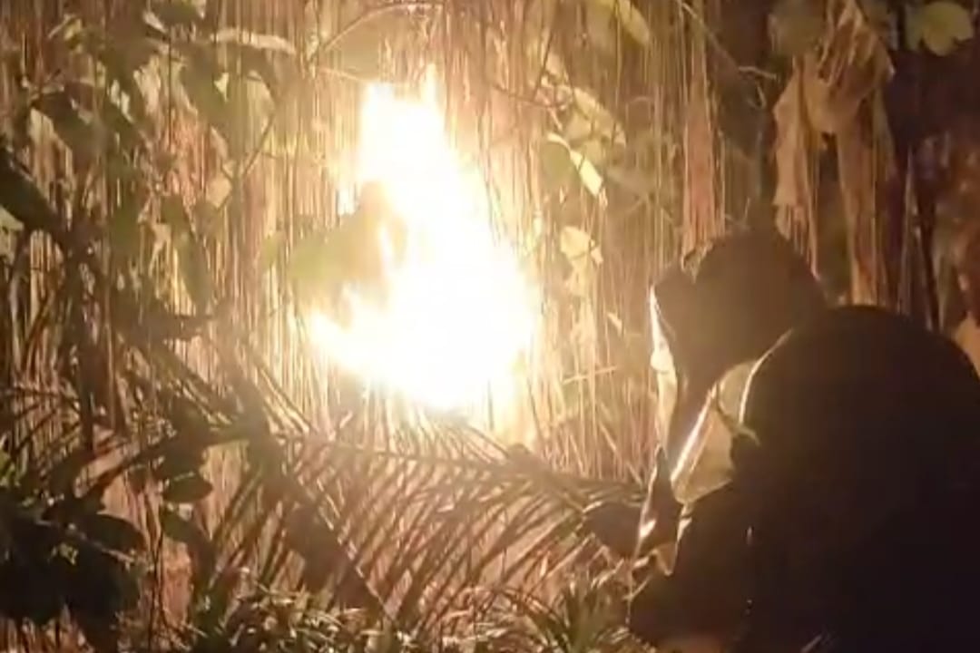 tewas disengat tawon