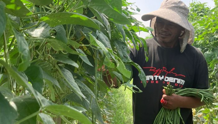 Memanfaatkan Halaman Sempit Jadi Kebun, Mantan Pekerja PHK di Medan Raup Rp 4 Juta dari Panen Kacang Panjang