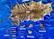 Perdagangan Kulit Harimau Sumatra Terbongkar di Aceh! Polda Tangkap Pelaku di Nagan Raya, Barang Bukti Mengerikan Disita!