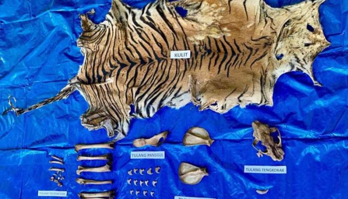 Perdagangan Kulit Harimau Sumatra Terbongkar di Aceh! Polda Tangkap Pelaku di Nagan Raya, Barang Bukti Mengerikan Disita!