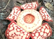 Rafflesia Hasseltii