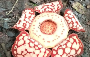 Rafflesia Hasseltii