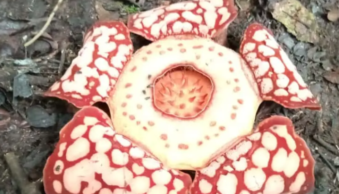 Penampakan Rafflesia Hasseltii Bunga Langka Unik dari Sumatera