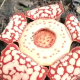 Rafflesia Hasseltii