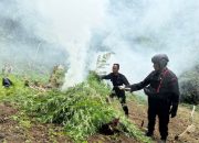 ladang ganja Mandailing Natal