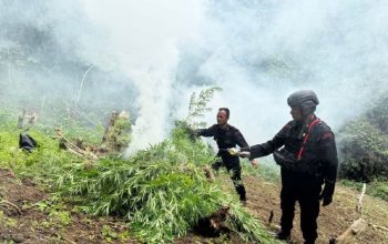 ladang ganja Mandailing Natal
