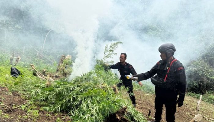 Brimob Polda Sumut Musnahkan 10 Hektare Ladang Ganja di Perbukitan Mandailing Natal