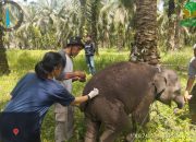 anak gajah mati di Riau