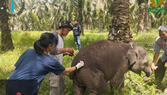 Anak Gajah Bernama Laila Mati di Pusat Konservasi Sebanga, BKSDA Riau Lakukan Nekropsi