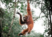 satwa Sumatera Utara