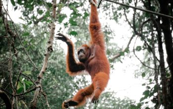 satwa Sumatera Utara