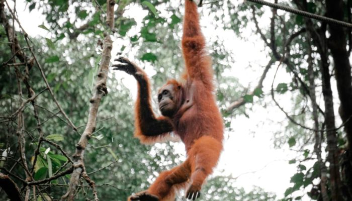 7 Surga Terakhir Satwa Liar di Sumatera Utara: Benteng Sunyi yang Menahan Kepunahan