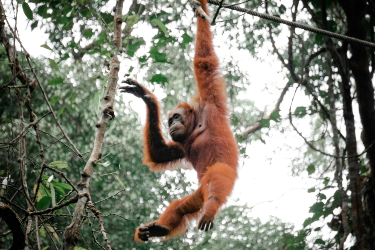 satwa Sumatera Utara