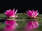 Manfaat Bunga Teratai untuk Kesehatan, Bisa Cegah Penyakit Jantung hingga Kanker Paru