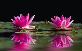 Manfaat bunga teratai