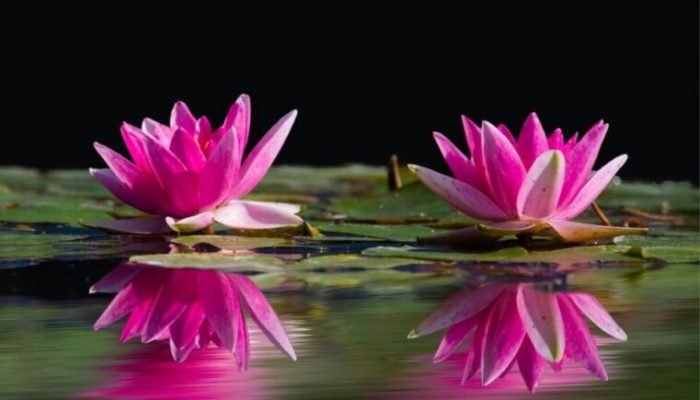 Manfaat Bunga Teratai untuk Kesehatan, Bisa Cegah Penyakit Jantung hingga Kanker Paru