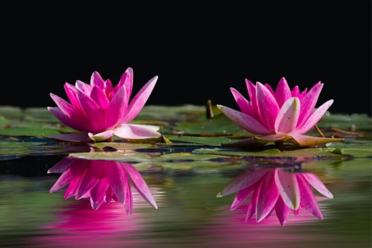 Manfaat bunga teratai