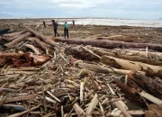 kayu gelondongan banjir Sumatera