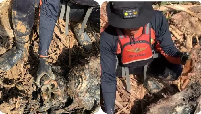 Bangkai Orangutan Tapanuli Ditemukan di Tapteng, WALHI Nilai Ekosistem Batang Toru Darurat Ekologis